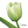 荷兰花材 | 染色郁金香清茶【染色有差异介意慎拍】 商品缩略图2