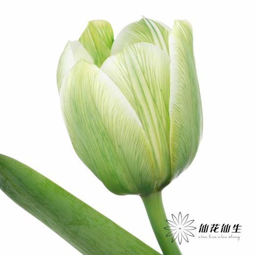 荷兰花材 | 染色郁金香清茶【染色有差异介意慎拍】 商品图2