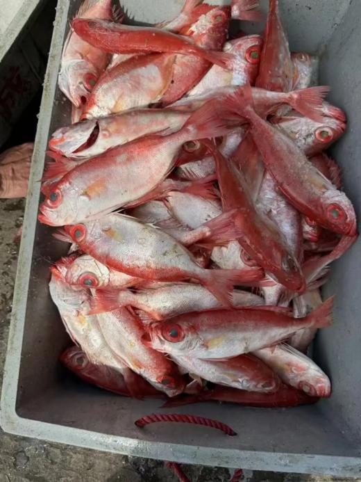 & 深海红目鲢 🐟肉质鲜嫩少刺，清蒸，香煎都👌以味道美味而著称 商品图2