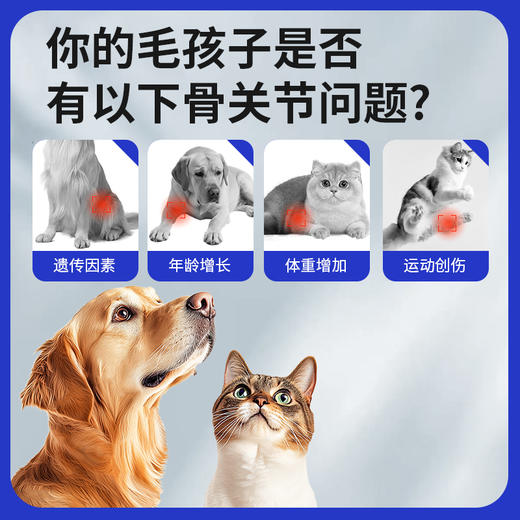玲宠犬猫鲨鱼软骨素宠物健骨补钙关节折耳猫泰迪金毛老年犬营养 商品图1