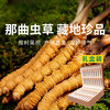  【西藏原产地直发 那曲虫草】高端滋补礼盒，一年只挖20天，能量满满每一天！ 商品缩略图0
