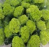绣球 | 绣球国绿【小花头品种，介意慎拍】 商品缩略图0