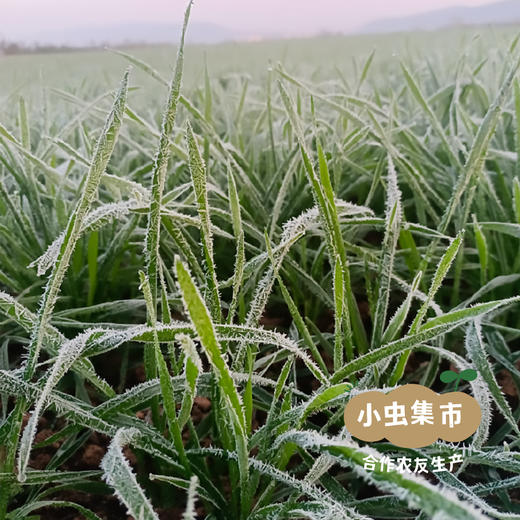 生态鲜露黄豆酱 280g *2瓶| 合作农友生产，产自江苏淮安，生产者：李明攀 *【公平贸易农人定价】 商品图7