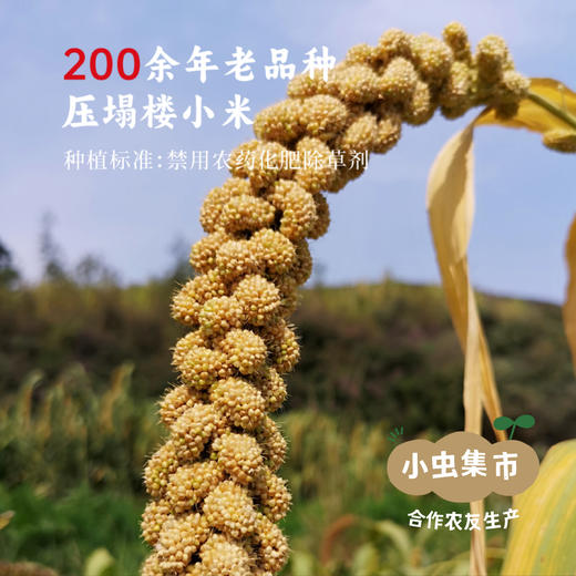 生态小米陈醋 500ml *2| 合作农友生产，产自山西晋中，生产者：李明攀 *【公平贸易农人定价】 商品图3