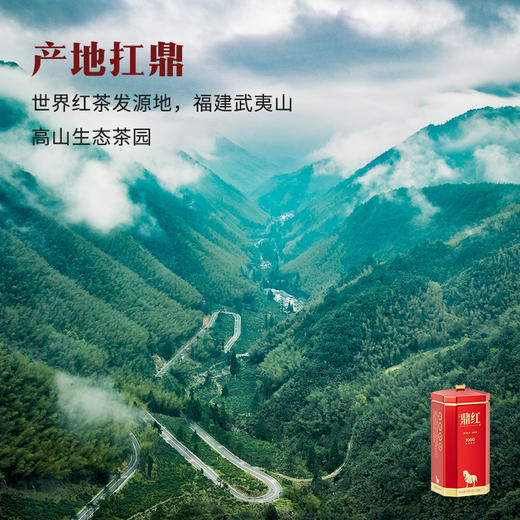 八马茶业 | 鼎红1000 金骏眉正山小种单罐48g 商品图5