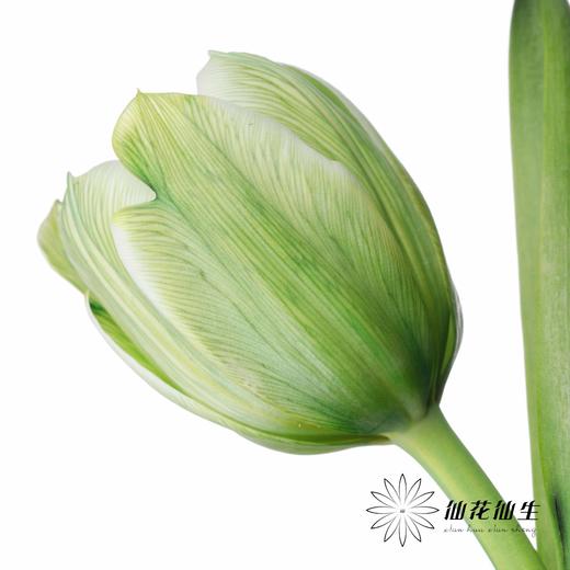 荷兰花材 | 染色郁金香清茶【染色有差异介意慎拍】 商品图4