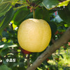 小空山有机梨/秋月梨/黄金梨/圆黄梨（基地直发-中通包邮）|多种规格，来自河南南召，生产者：李鹏【合作生产，公平贸易】 商品缩略图5