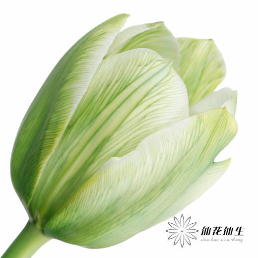 荷兰花材 | 染色郁金香清茶【染色有差异介意慎拍】 商品图0