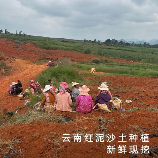 艾格吃饱了2026年吉田鎏金红薯烤地瓜番薯4斤装 商品图3