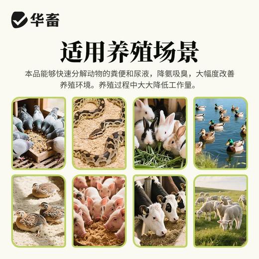 华畜发酵床菌剂养鸡养猪发酵床阳台鸭鹅牛羊蛇用发酵免激活EM菌种 商品图1