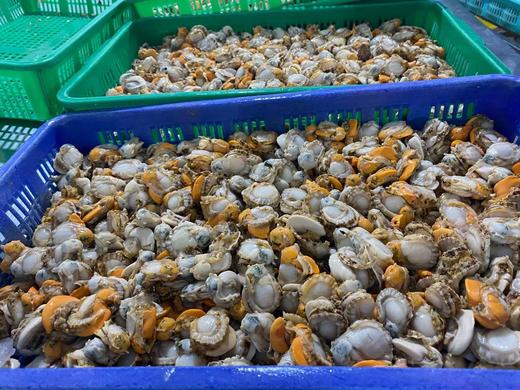 【长岛扇贝肉】出口级别，不泡药，不泡水，无泥无沙，只需简单清洗后即可烹饪，干净又美味 商品图5