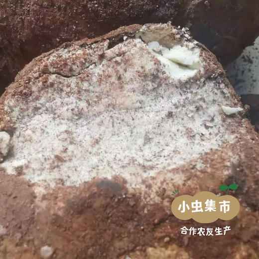 深山云茯苓 250g/罐 (非种植）| 合作农友生产，产自云南永仁，生产者：康丽 ＆【公平贸易农人定价】 商品图7