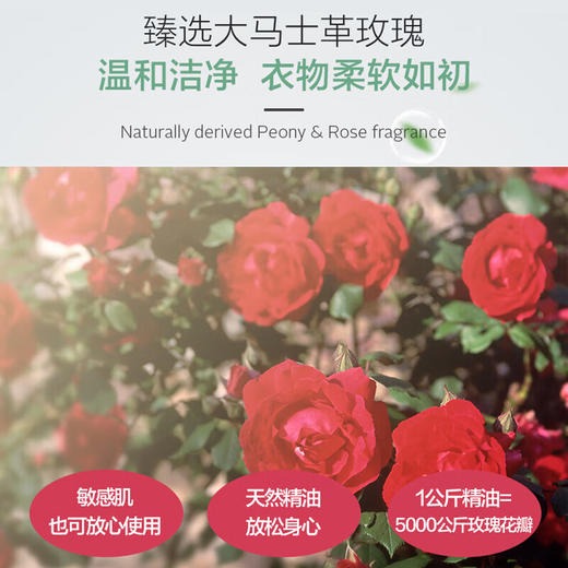 Ecostore 宜可诚 牡丹玫瑰洗衣液 1L 商品图3
