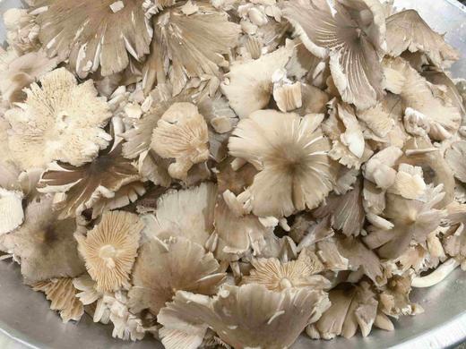 云南*野生菌 商品图5