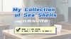 Lesson24：《My Collection of Sea Shells》 商品缩略图0