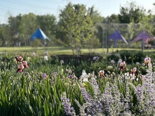 【2H志愿时长】土拨鼠的秋收派对｜仅需69.9元，化身可爱小土拨鼠，挖红薯、烤红薯、欢乐非遗鼓，5斤红薯挖回家 商品图5