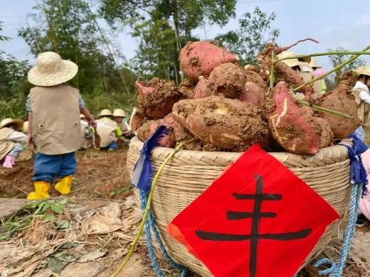 【2H志愿时长】土拨鼠的秋收派对｜仅需69.9元，化身可爱小土拨鼠，挖红薯、烤红薯、欢乐非遗鼓，5斤红薯挖回家 商品图3