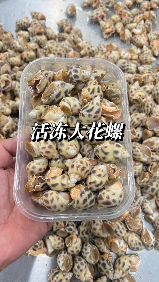 & 本港花螺，纯野品质，肉质口感非同一般 【活冻】 商品图2