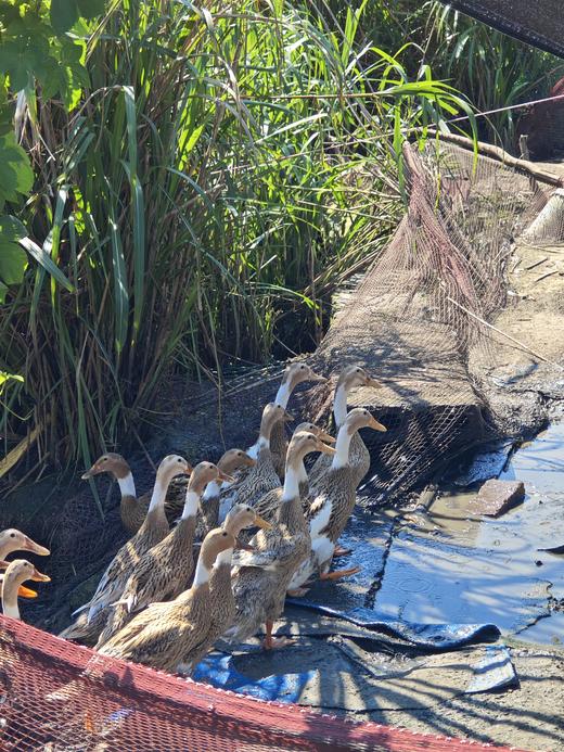 高山水鸭 商品图4