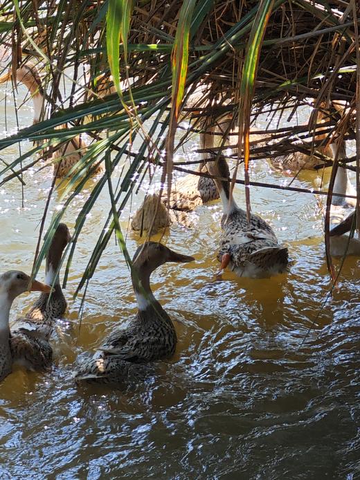 高山水鸭 商品图3
