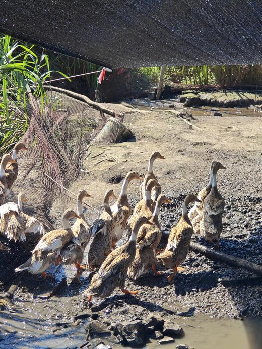 高山水鸭 商品图5