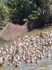 高山水鸭 商品缩略图1