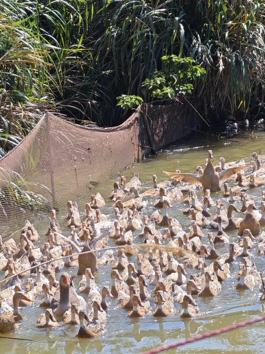 高山水鸭 商品图1