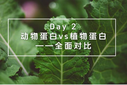 Day 2：动物蛋白 vs 植物蛋白——全面对比 商品图0