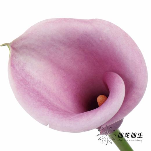 丽江马蹄莲 | 变异阿紫 商品图1