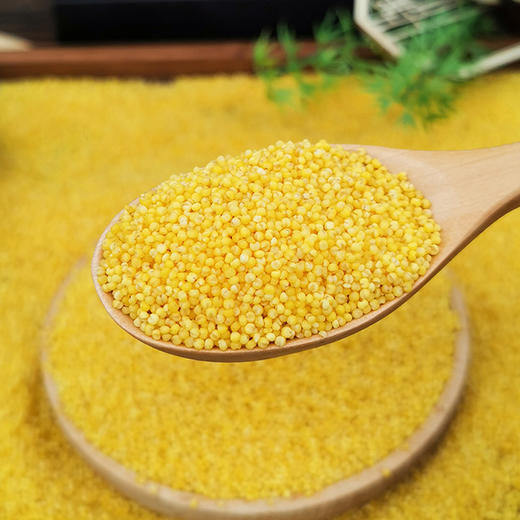 【老海坨】黄金谷小米  白城当季新米五谷杂粮小黄米小米煮粥稀饭 商品图1