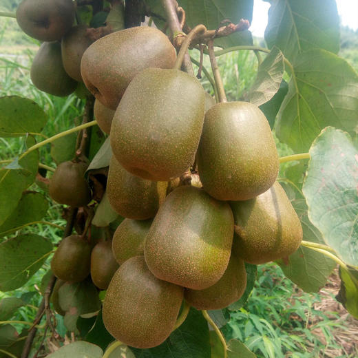 【顺丰快递】四川蒲江红心猕猴桃 红心奇异果 应季新鲜水果 时令现摘AXLXG 商品图7