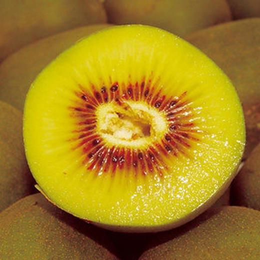 【顺丰快递】四川蒲江红心猕猴桃 红心奇异果 应季新鲜水果 时令现摘AXLXG 商品图2