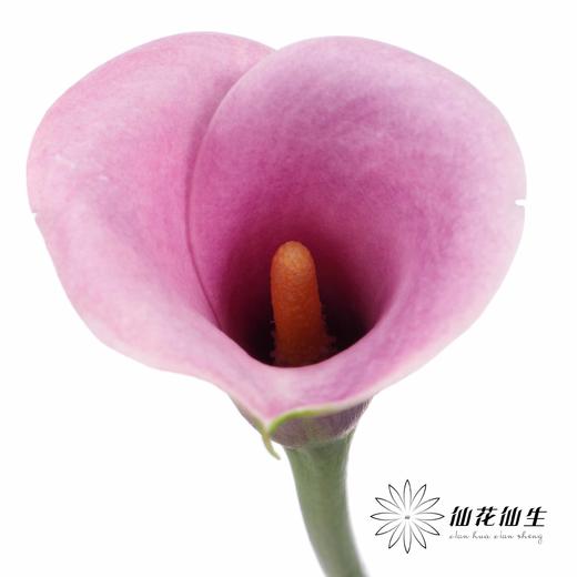 丽江马蹄莲 | 变异阿紫 商品图6