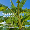 【傣家芭蕉干•西双版纳】非油炸不加糖的健康果干 配料只有新鲜芭蕉🍌4斤鲜蕉烘1斤芭蕉干，厚实软糯有嚼劲~ 商品缩略图10