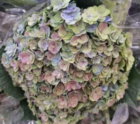 绣球 | 绣球万花筒