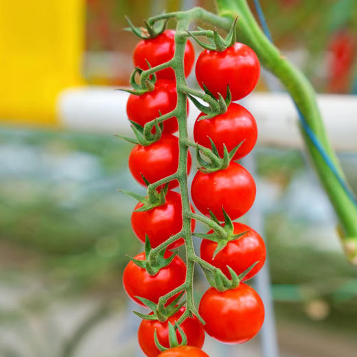 千禧串番茄礼盒（3.5kg/件） 商品图3