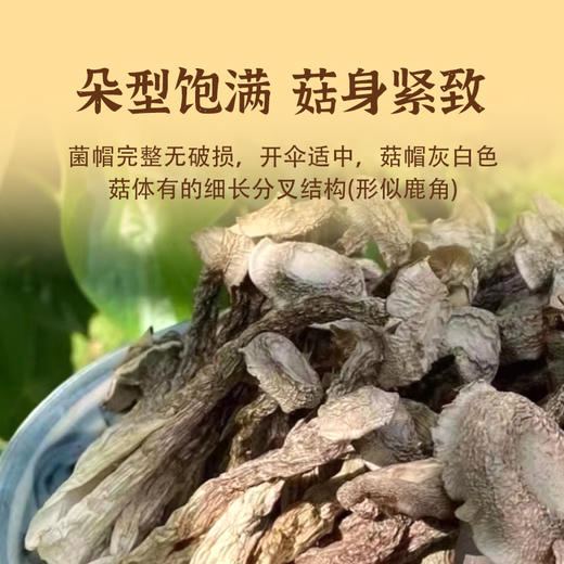 广东揭阳荔米吉鹿茸菇120g/袋 商品图3
