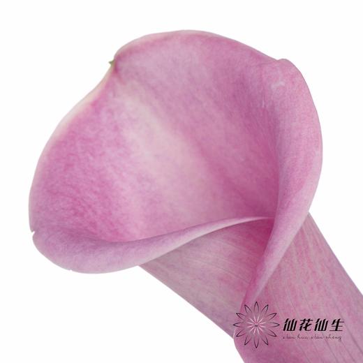 丽江马蹄莲 | 变异阿紫 商品图5