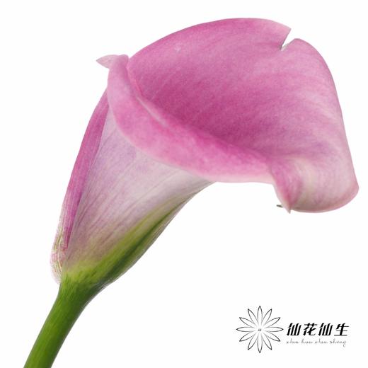 丽江马蹄莲 | 变异阿紫 商品图4