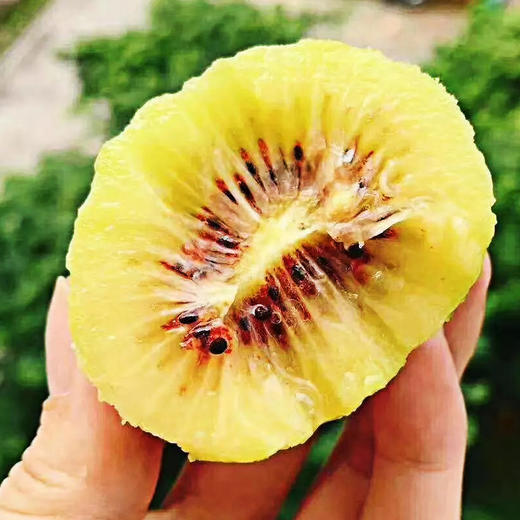 【顺丰快递】四川蒲江红心猕猴桃 红心奇异果 应季新鲜水果 时令现摘AXLXG 商品图3
