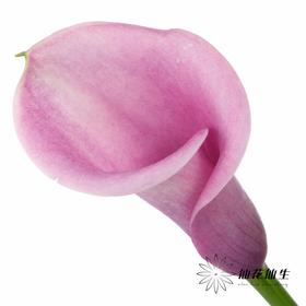 丽江马蹄莲 | 变异阿紫