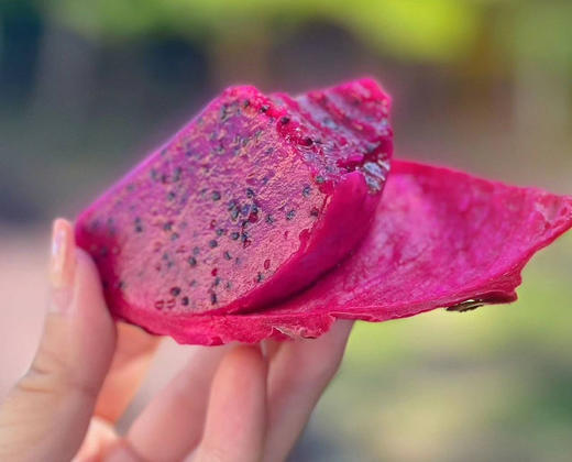 漳州蜜麒麟火龙果，清甜水润，发顺丰陆运 商品图0