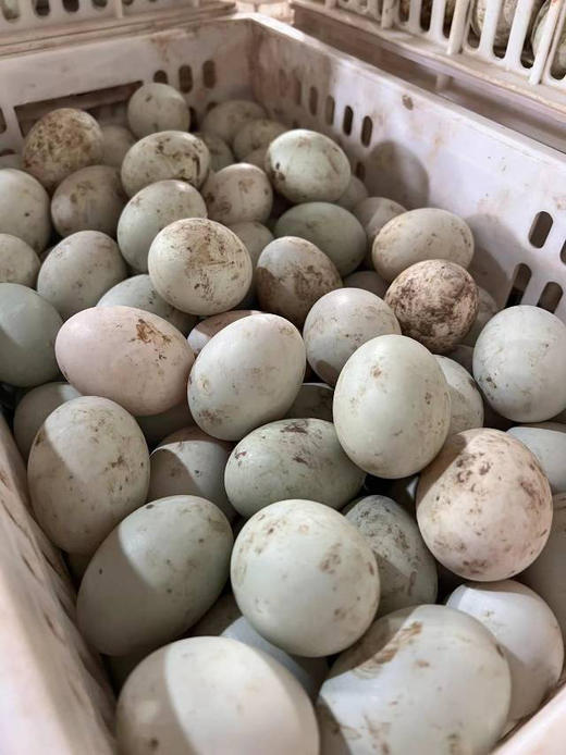 洪湖鸭蛋古法腌制，选用洪湖野生鸭蛋，鸭蛋外面草木灰是为了让鸭蛋更好的储存，我们没有腌制很久因此油也不那么多，但是现在的口感咸淡适中，孩子也可以吃，蛋白超级嫩，邻居们可以试试，凉水下锅煮15分钟！20枚 商品图1