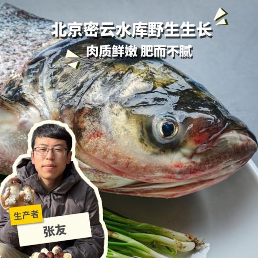 野生冷鲜胖头鱼 | 合作生产 * Wild Fat headed Fish | Partner Production 商品图0