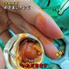 涠洲船说海鸭蛋 商品缩略图2