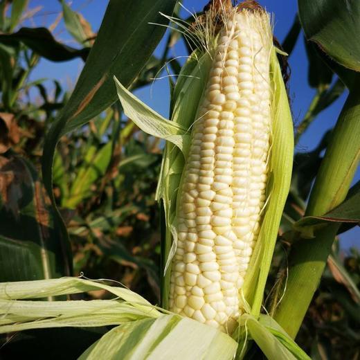 【外省市-龙泉慈心鲜玉米】自然农耕|鲜食白糯玉米，慈心老味道|软糯|香甜|自然农耕纯素种植14年 商品图0