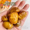 山姐良品香栗仁 商品缩略图5