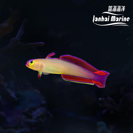 马代紫雷达 商品图0