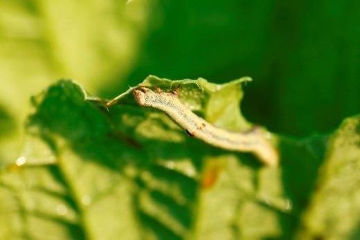 【外省市-龙泉慈心鲜玉米】自然农耕|鲜食白糯玉米，慈心老味道|软糯|香甜|自然农耕纯素种植14年 商品图5