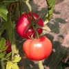 【民勤西红柿】顺丰到家 香甜适口 酸甜爆汁 果香浓郁 回味无穷 2种规格任选 商品缩略图1